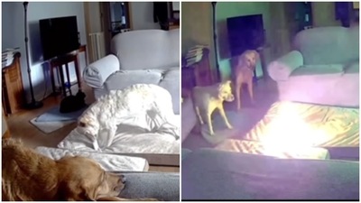 Tulsa Fire Department released the video depicting what can go wrong when we leave our pets with lithium-ion batteries. (Instagram/@weratedogs) Tulsa Fire Department released the video depicting what can go wrong when we leave our pets with lithium-ion batteries. (Instagram/@weratedogs)