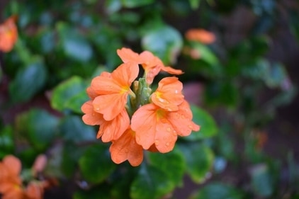 Many South Indian brides also like to adorn their hair with these flowers (Shutterstock)