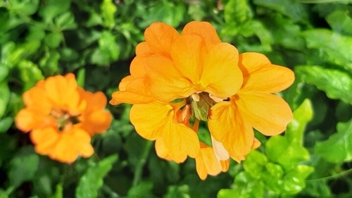 The gorgeous kanakambaram flowers (Shutterstock)