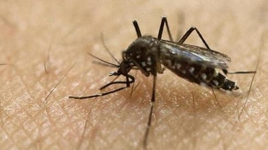 73 cases of Zika virus have been reported in Pune in the monsoon period, find out more about its symptoms and how to prevent it. (REPRESENTATIVE PHOTO) 73 cases of Zika virus have been reported in Pune in the monsoon period, find out more about its symptoms and how to prevent it. (REPRESENTATIVE PHOTO)