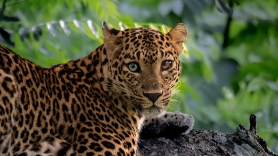 Leopard with Heterochromia Iridum in Bandipur National Park(Photo: Dhruv Patil)