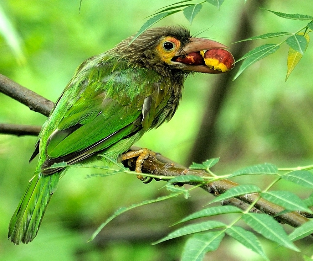 “Because of their green plumage, these birds blend with the leaves.” (Prerna Jain) “Because of their green plumage, these birds blend with the leaves.” (Prerna Jain)
