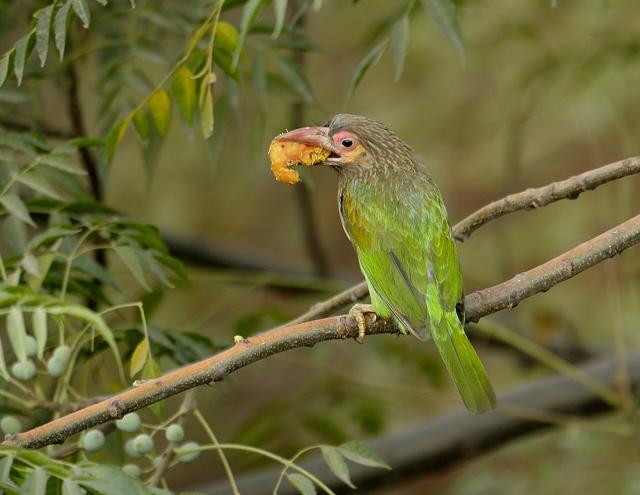 “The sound of the brown-headed barbet officially declares the end of winter and the arrival of spring in Delhi.” (Prerna Jain) “The sound of the brown-headed barbet officially declares the end of winter and the arrival of spring in Delhi.” (Prerna Jain)