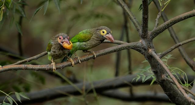 “The orange fruit was used to propose to the eligible partner.” (Prerna Jain) “The orange fruit was used to propose to the eligible partner.” (Prerna Jain)