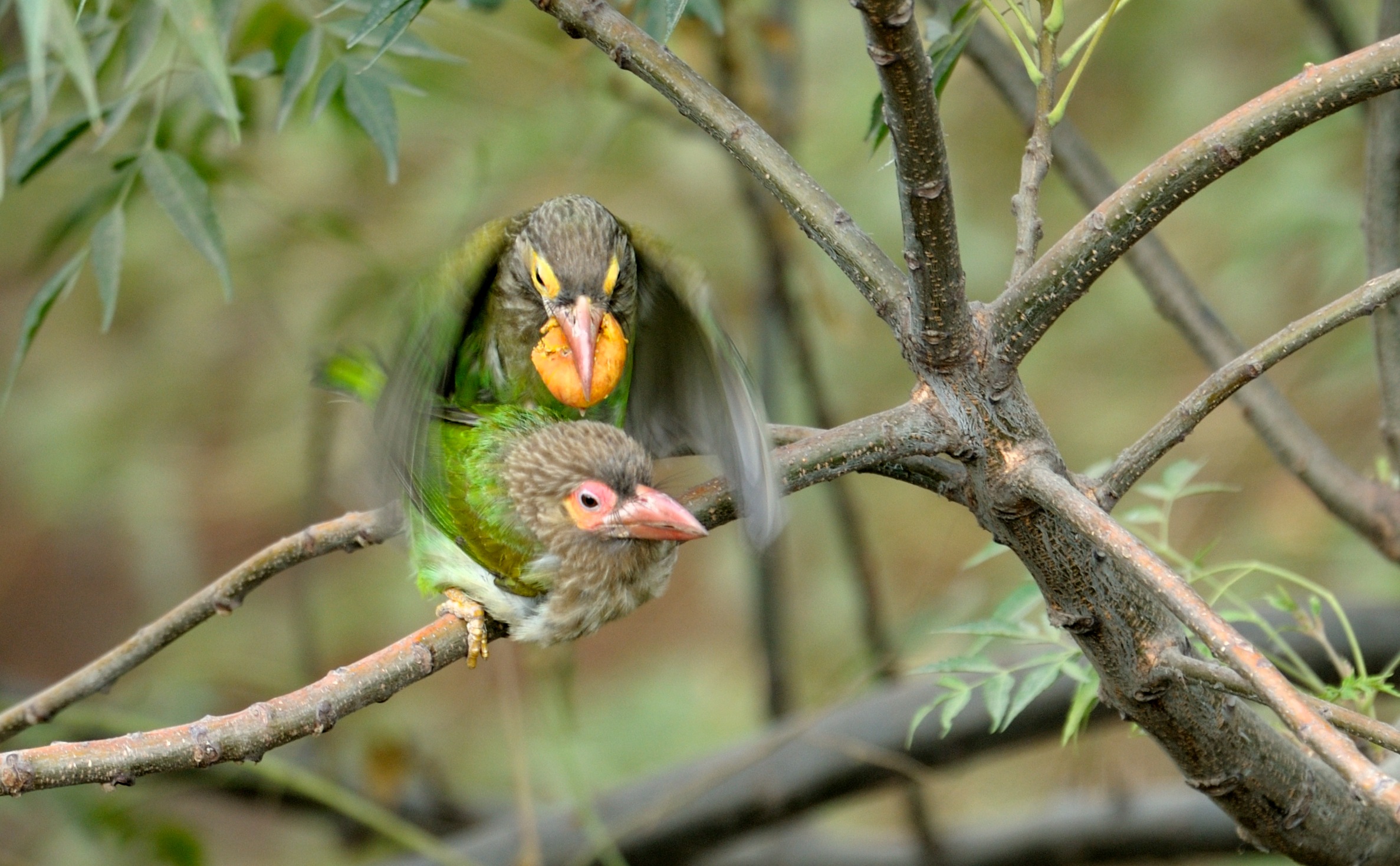 “The fruit was consumed after mating.” (Prerna Jain) “The fruit was consumed after mating.” (Prerna Jain)