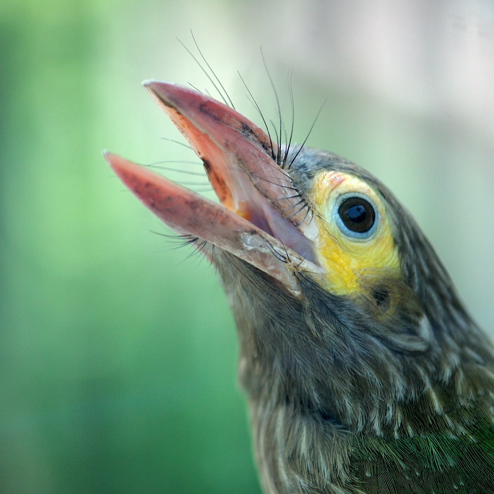 “After being our guests for a few weeks, the barbet family left our garden, hopefully to live happily ever after.” (Prerna Jain) “After being our guests for a few weeks, the barbet family left our garden, hopefully to live happily ever after.” (Prerna Jain)