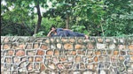 Abdul Ghaffar grew up at his Bihar village in zila Darbhanga. (HT Photo) Abdul Ghaffar grew up at his Bihar village in zila Darbhanga. (HT Photo)