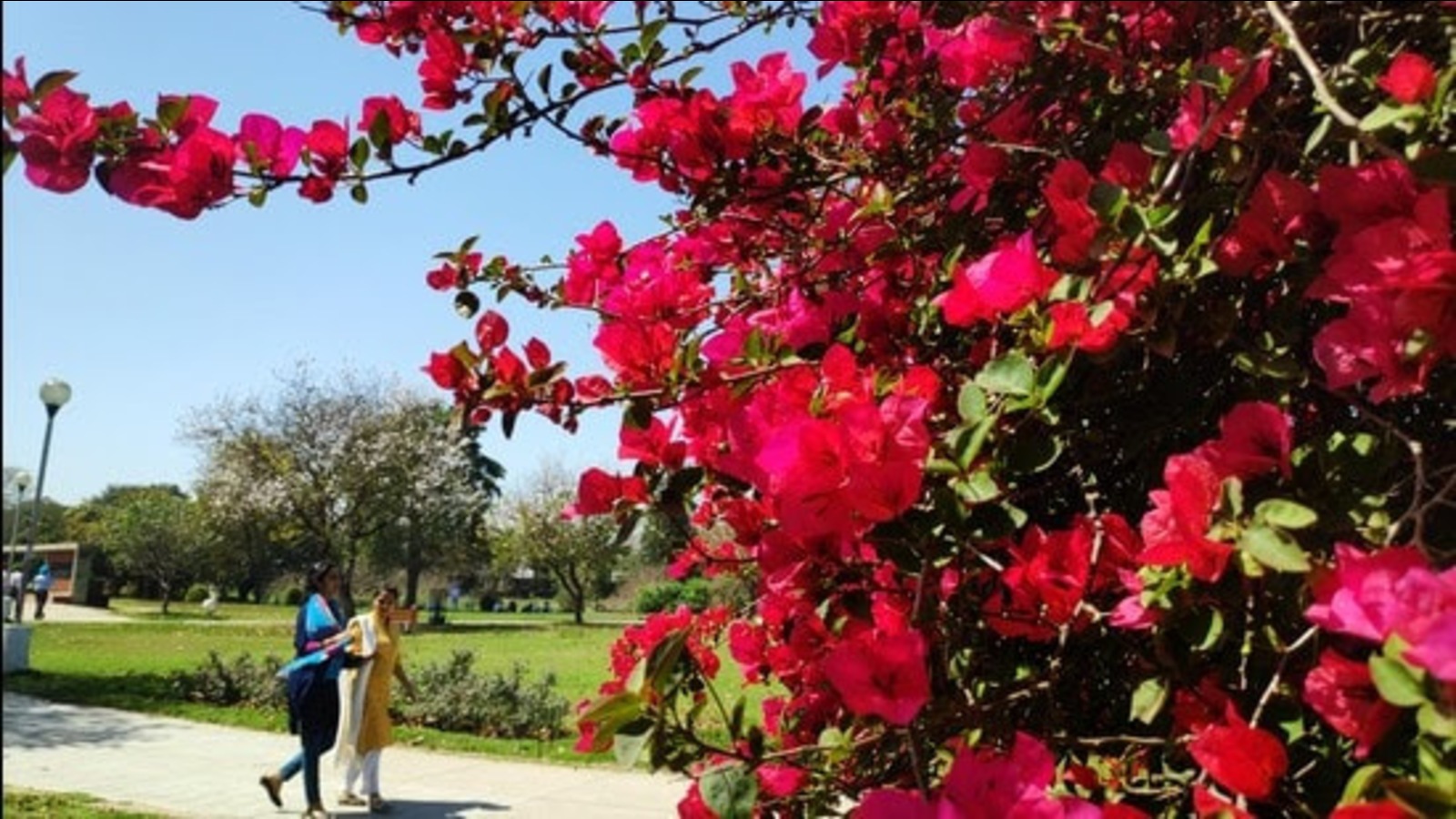 Bougainvillea Garden with 700 varieties to come up in Lucknow’s JN Mishra Park