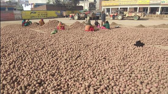 A potato warehouse. (File Photo)