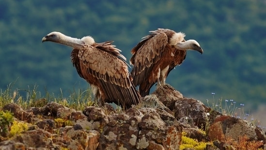 An expired patent, vultures and livestock deaths: The insidious domino effect potentially impacting India's mortality rate(Photo: Shutterstock - For representation purpose only)