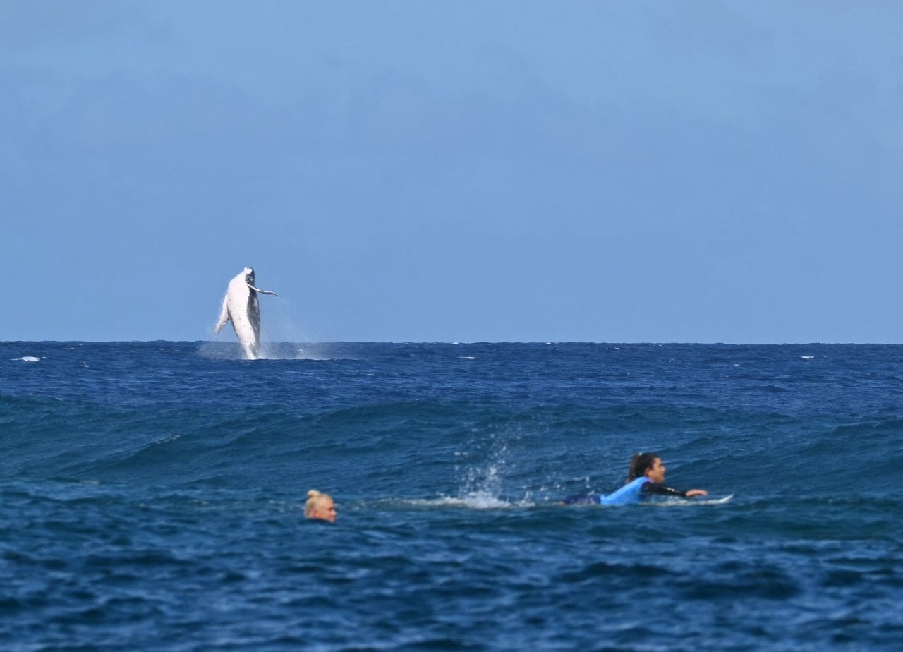 There was a surprise cameo by a whale during surfing competition There was a surprise cameo by a whale during surfing competition