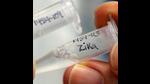 Also, four suspected Zika virus deaths have been reported in the city, one each in Baner, Kharadi, Warje and Kothrud. (REPRESENTATIVE PIC) Also, four suspected Zika virus deaths have been reported in the city, one each in Baner, Kharadi, Warje and Kothrud. (REPRESENTATIVE PIC)