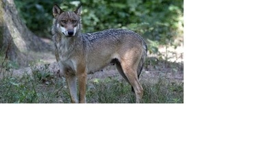 About 20 incidents of wolves’ attacks have been reported in several villages of Mahsi Tahsil in which more than 24 people, including children, have been injured and three kids killed in the past one month (Pic for representation) About 20 incidents of wolves’ attacks have been reported in several villages of Mahsi Tahsil in which more than 24 people, including children, have been injured and three kids killed in the past one month (Pic for representation)