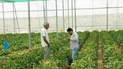 The horticulture development project is aimed at tackling diseases in plants (Representative Photo) The horticulture development project is aimed at tackling diseases in plants (Representative Photo)