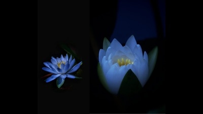 Water lilies in bloom at the Mehra Gardens. (Arun Bansal) Water lilies in bloom at the Mehra Gardens. (Arun Bansal)