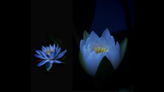 Water lilies in bloom at the Mehra Gardens. (Arun Bansal)