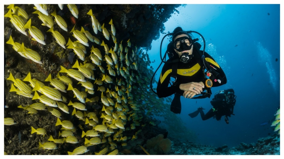 The vibrant underwater world is yet to be explored.