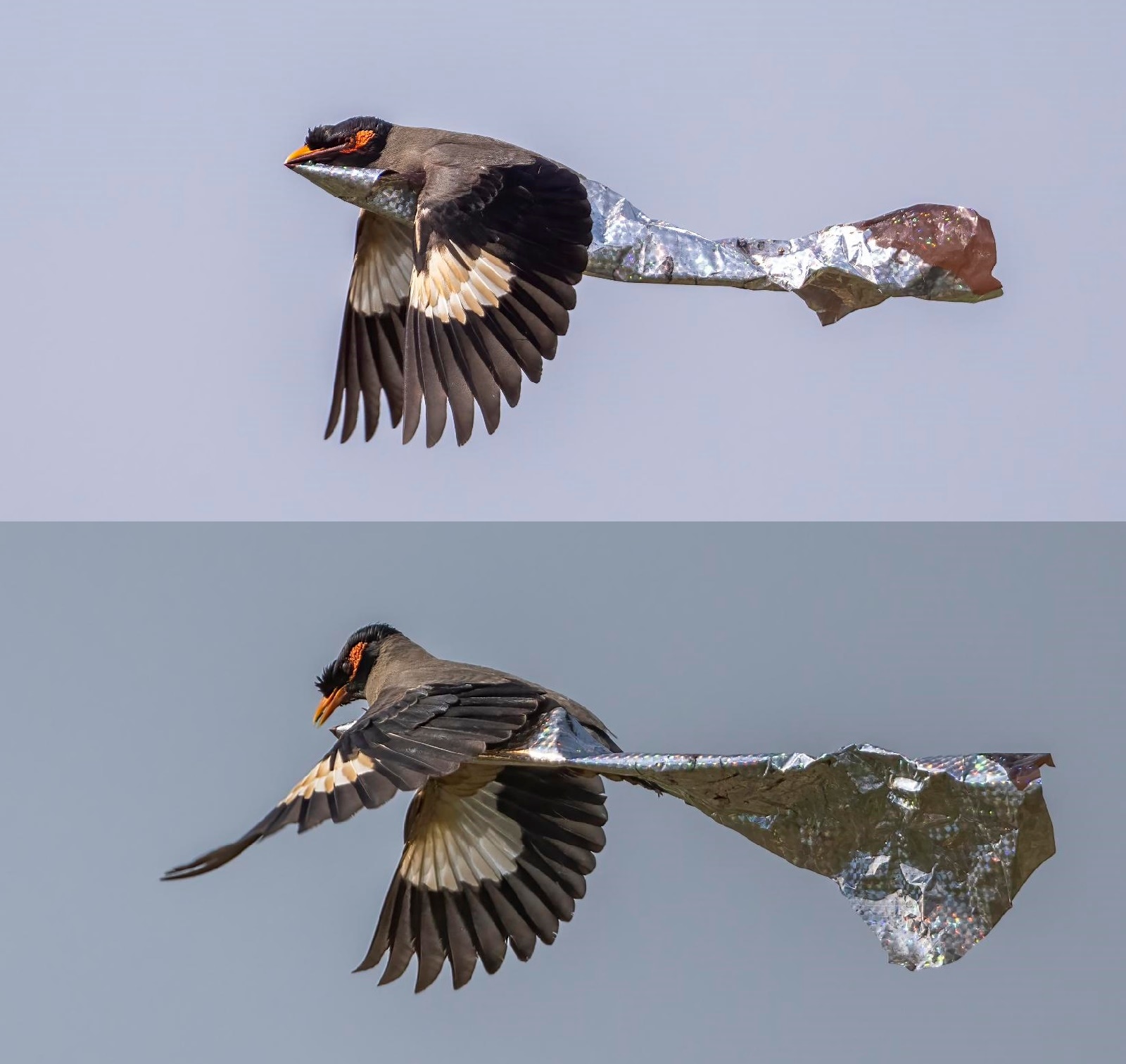 Bank myna flies off with silver wrapping and (below) loses hold of it in mid air. (Dr Manish Goyal) Bank myna flies off with silver wrapping and (below) loses hold of it in mid air. (Dr Manish Goyal)