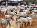 India has one of the largest cattle populations globally India has one of the largest cattle populations globally