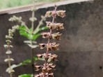 tulsi-6170313_1280_1711951619730 tulsi-6170313_1280_1711951619730