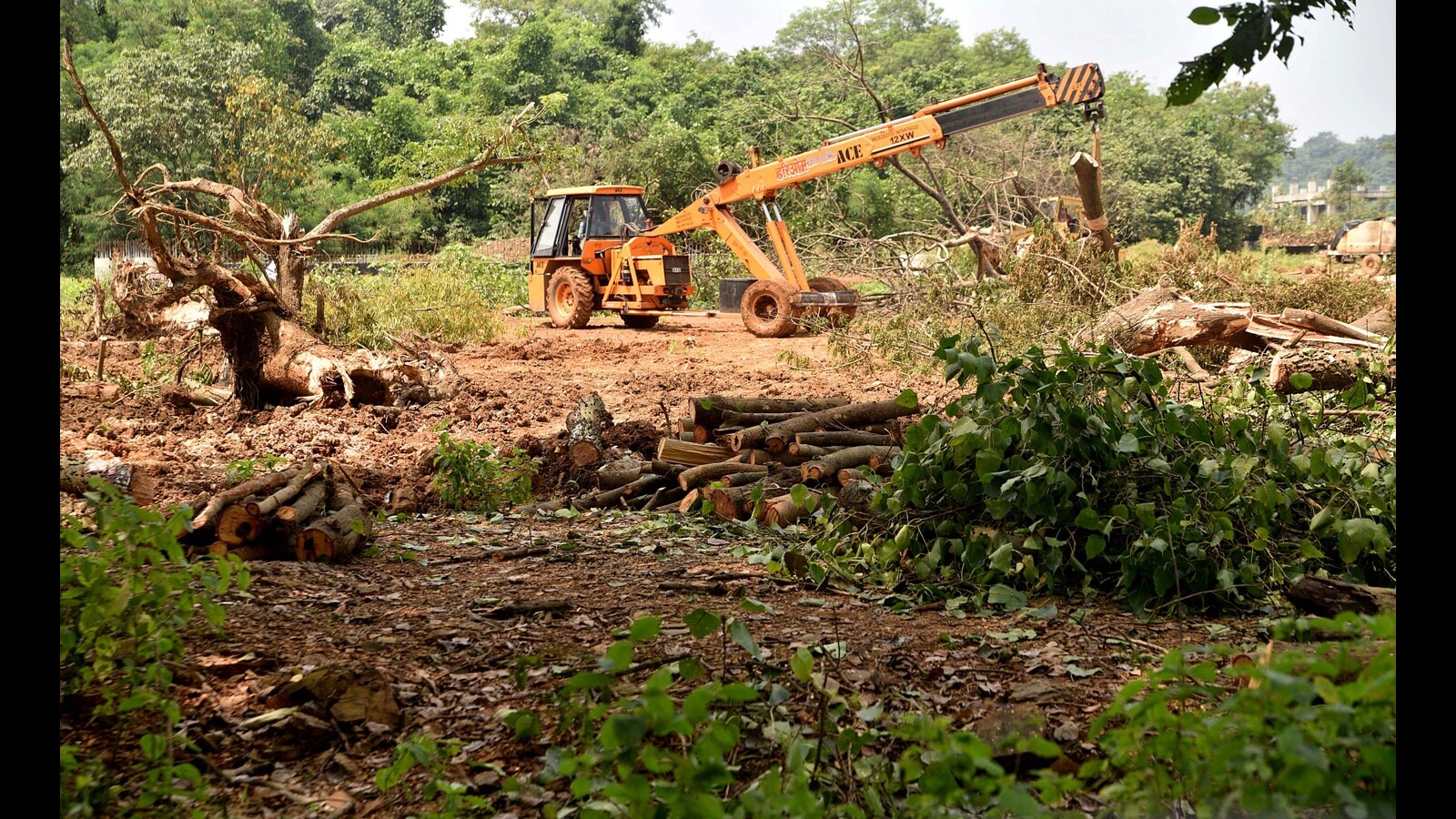 Madhya Ganga Canal: Inspection of damaged trees ordered, report forthcoming