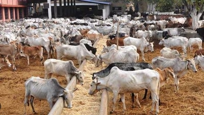 India has one of the largest cattle populations globally India has one of the largest cattle populations globally