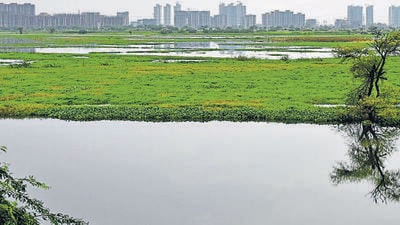 The Najafgarh jheel, which is one of Delhi’s longest drain systems. (HT Archive) The Najafgarh jheel, which is one of Delhi’s longest drain systems. (HT Archive)