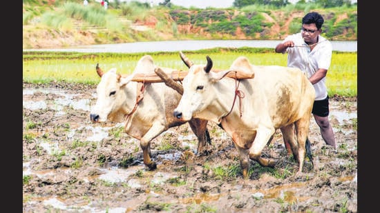 India has one of the largest cattle populations in the world, and animal husbandry contributes 5.5% of the country's gross domestic product (ANI).