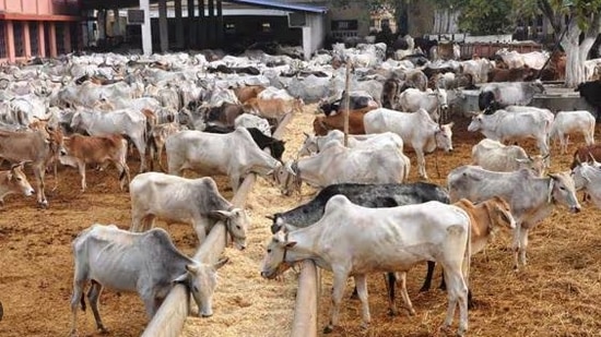 India has one of the largest cattle populations globally