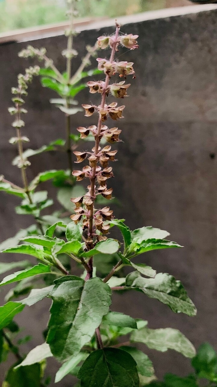 tulsi-6170313_1280_1711951619730