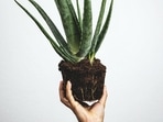 aloe-vera_plant_1713092929737 aloe-vera_plant_1713092929737