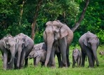 A family of elephants in the wild(shutterstock) A family of elephants in the wild(shutterstock)