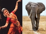 Exploring the relationship between Indian classical dance and the metaphorical elephant in the room