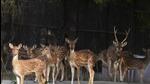 According to villagers, the poachers allegedly killed 13 deer but the carcasses of only 9 were found. (HT file photo) According to villagers, the poachers allegedly killed 13 deer but the carcasses of only 9 were found. (HT file photo)