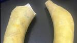The recovered tusks. (HT Photo) The recovered tusks. (HT Photo)