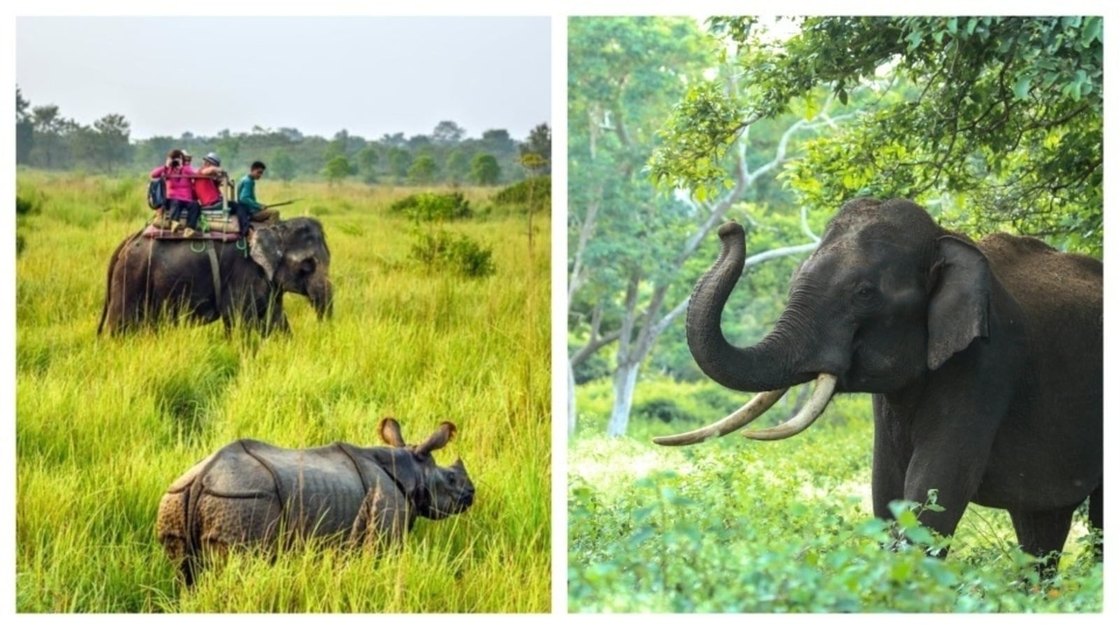 World Elephant Day 2024: Best places for elephant safari to explore nature like never before