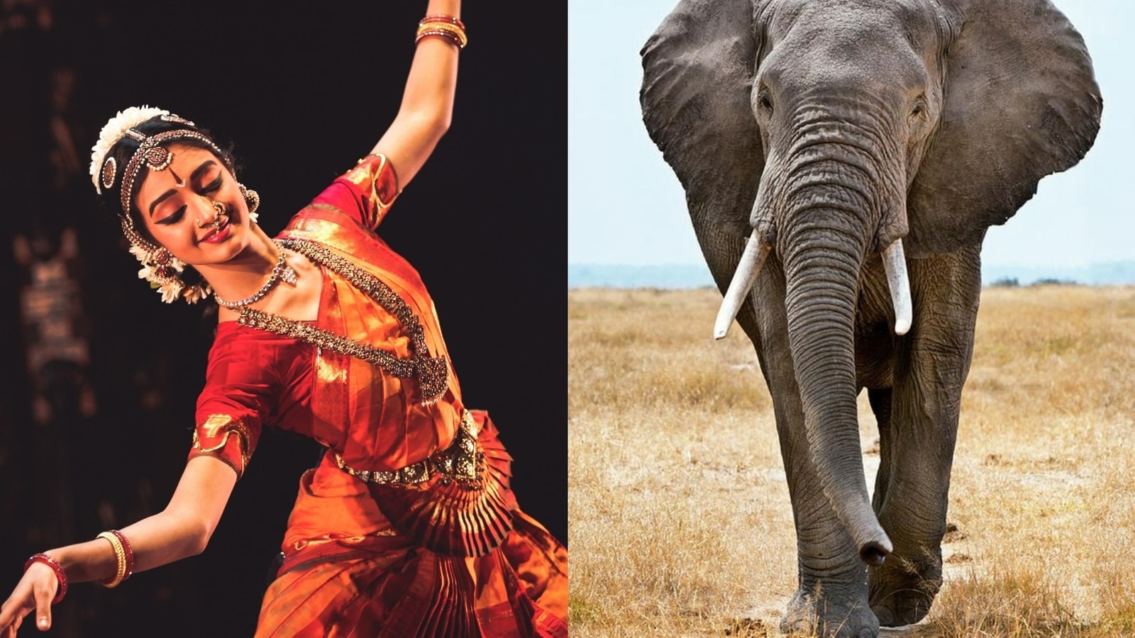 World Elephant Day: Exploring the relationship between Indian classical dance and the metaphorical elephant in the room