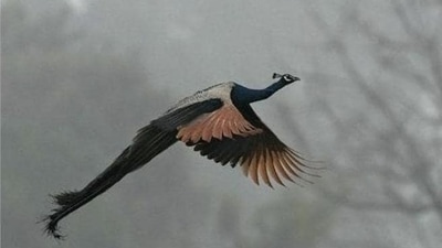 A peacock flies amid fog during a cold winter morning on the outskirts of Chandigarh (PTI file photo) A peacock flies amid fog during a cold winter morning on the outskirts of Chandigarh (PTI file photo)