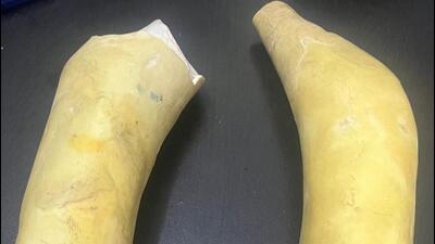 The recovered tusks. (HT Photo) The recovered tusks. (HT Photo)