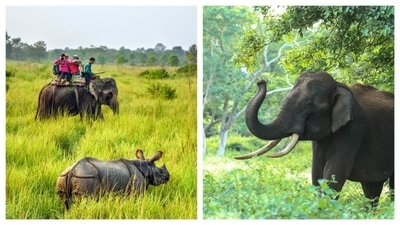 Elephant safari is adventurous, riding the back of the jungle behemoths is a surreal experience. In tandem with these gentle giants, the views of the sprawling vistas of grasslands become long lasting memories. Elephant safaris help you explore the remote parts of the national parks, which otherwise remains difficult by a jeep. In the forests, elephants can be seen wandering freely alongside other animals like tigers, lions, monkeys, and deer, making elephant safari one of the safest ways to explore deeper into a national park and see other animals up close . (Pinterest) Elephant safari is adventurous, riding the back of the jungle behemoths is a surreal experience. In tandem with these gentle giants, the views of the sprawling vistas of grasslands become long lasting memories. Elephant safaris help you explore the remote parts of the national parks, which otherwise remains difficult by a jeep. In the forests, elephants can be seen wandering freely alongside other animals like tigers, lions, monkeys, and deer, making elephant safari one of the safest ways to explore deeper into a national park and see other animals up close . (Pinterest)