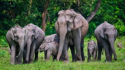 A family of elephants in the wild (shutterstock) A family of elephants in the wild (shutterstock)