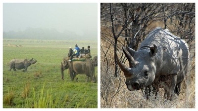 Kaziranga National Park: This UNESCO World Heritage site is famous for the one-horned rhinos. Kaziranga's landscape is characterized by green grasslands, towering elephant grass, rugged reeds, marshlands, and shallow pools. Jeeps may find it challenging to traverse the tall elephant grass, but elephants can do it easily and offer beautiful views of the rhinos, hidden behind the tall grass. (Pinterest) Kaziranga National Park: This UNESCO World Heritage site is famous for the one-horned rhinos. Kaziranga's landscape is characterized by green grasslands, towering elephant grass, rugged reeds, marshlands, and shallow pools. Jeeps may find it challenging to traverse the tall elephant grass, but elephants can do it easily and offer beautiful views of the rhinos, hidden behind the tall grass. (Pinterest)