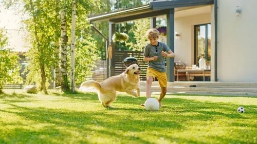 Play a game of fetch with your pet. (Unsplash) Play a game of fetch with your pet. (Unsplash)