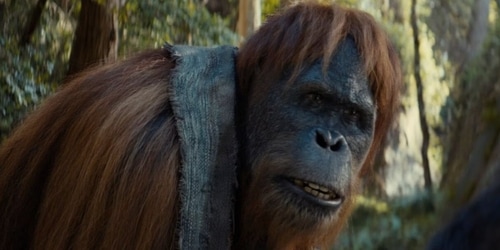 Raka the orangutan in Kingdom of Planet of the Apes Raka the orangutan in Kingdom of Planet of the Apes