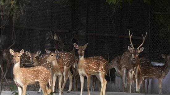 According to villagers, the poachers allegedly killed 13 deer but the carcasses of only 9 were found. (HT file photo)