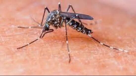 This year, so far, Ludhiana has recorded 37 dengue cases. (Getty image)