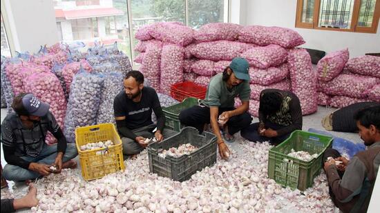 Workers packing garlic into carts to be sold in the market, in Kullu. (ANI)