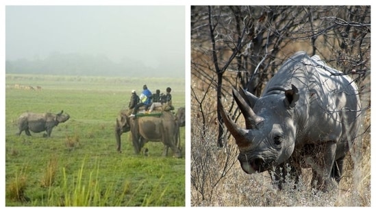 Kaziranga National Park: This UNESCO World Heritage site is famous for the one-horned rhinos. Kaziranga's landscape is characterized by green grasslands, towering elephant grass, rugged reeds, marshlands, and shallow pools. Jeeps may find it challenging to traverse the tall elephant grass, but elephants can do it easily and offer beautiful views of the rhinos, hidden behind the tall grass.&nbsp;(Pinterest)