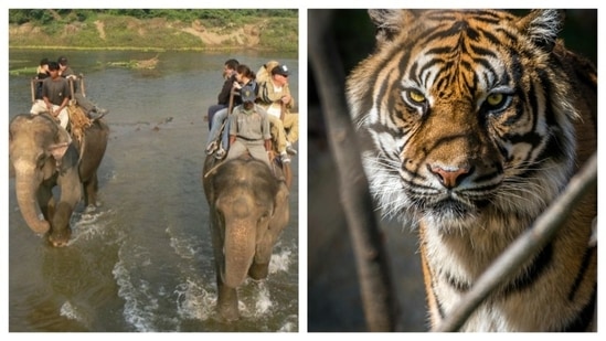 Kanha National Park: This tiger reserve located in Madhya Pradesh, inspired Rudyard Kipling's 'Jungle Book’. An elephant safari is the sole means of traversing the hilly terrains, muddy valleys, and lush grasslands of Kanha National Park.(Pexels)