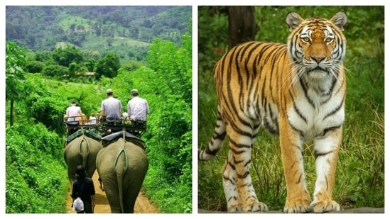 Bandhavgarh National Park: This national park, located in Madhya Pradesh, has the highest density of tigers in India. The elephants are well trained and take the visitors to the denser parts of the jungle to witness the breathtaking views of the landscape and the wildlife. The tigers can be followed on the elepant backs, a true once-in-a-lifetime oppurtunity.(Pinterest)